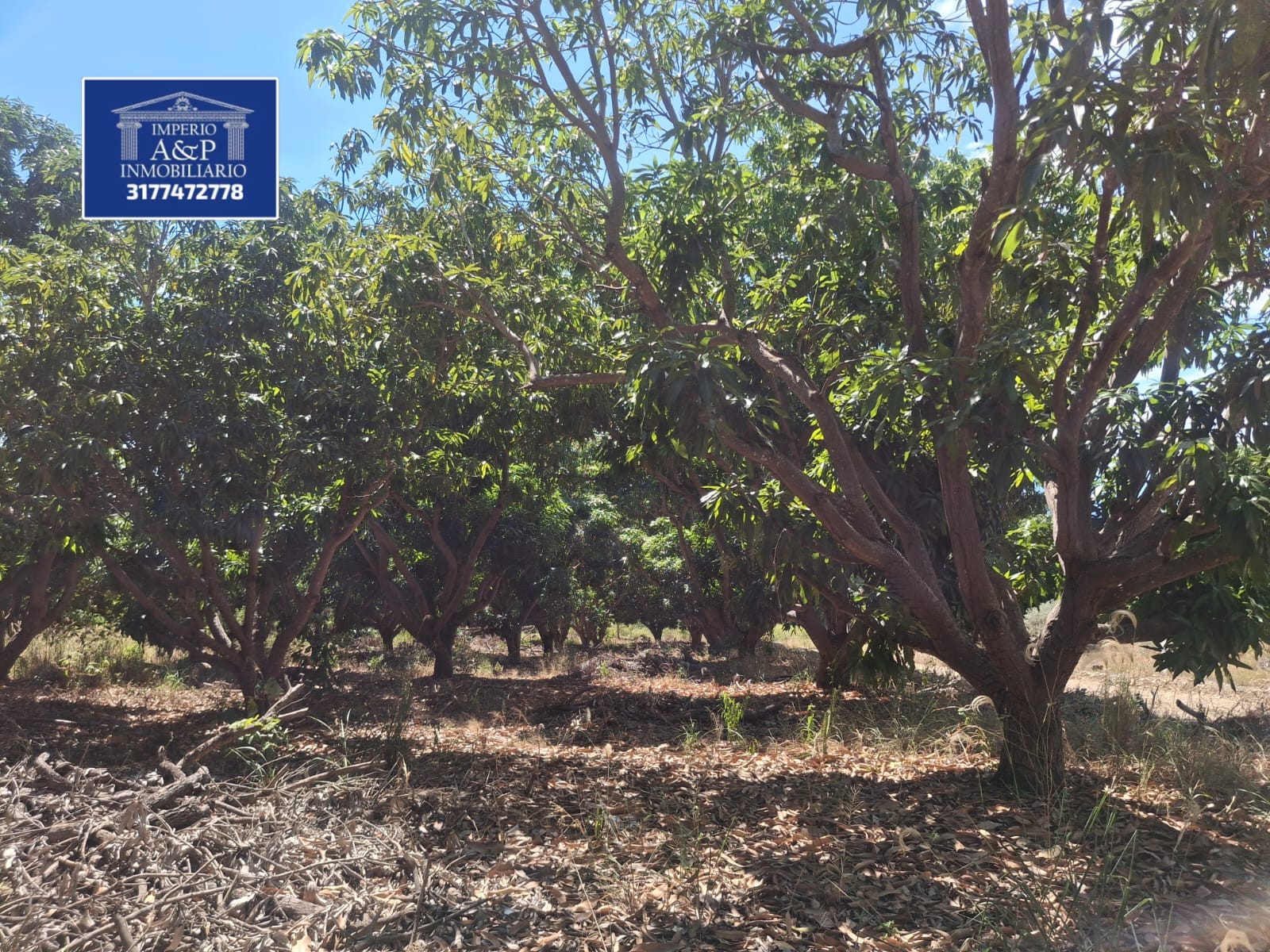 SE VENDE LOTE EN TOCAIMA CUNDINAMARCA